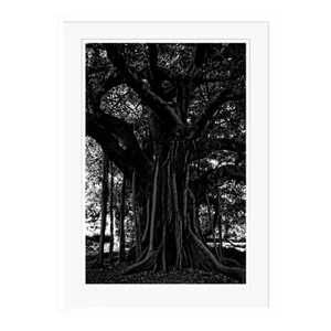 Black Tree by Stuart Möller Framed