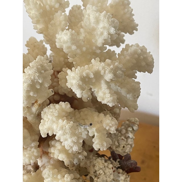 1960s Marine Arrangement - White Coral Cluster on Faux Red Coral Stand For Sale In Miami - Image 6 of 8