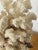 1960s Marine Arrangement - White Coral Cluster on Faux Red Coral Stand For Sale In Miami - Image 6 of 8