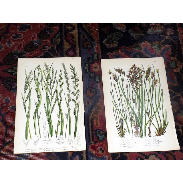 Realism Antique 19th Century Botanical Lithographs - Set of 12 For Sale - Image 3 of 10