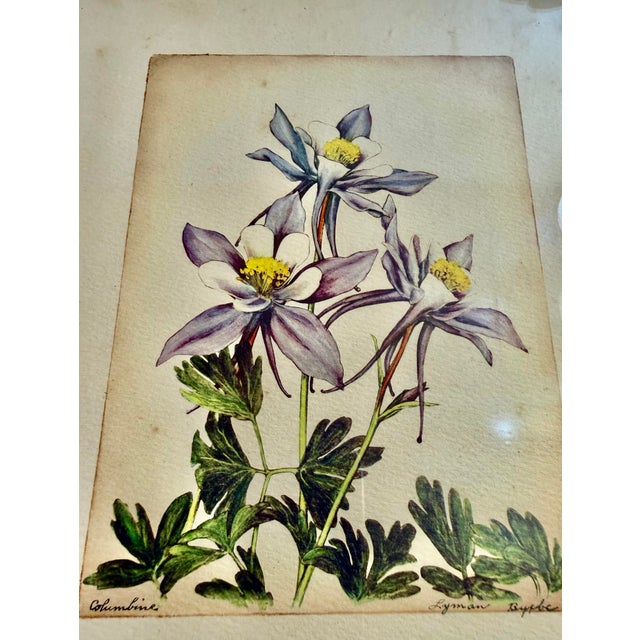 Mid 19th Century Lyman Byxbe “Columbine” and “Wild Rose” Prints in Criss Cross Corner Frames - Set of 2 For Sale - Image 4 of 12