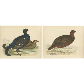 Beverly Robinson Morris, Illustrations of a Black Grouse and Red Grouse, Prints, Set of 2 For Sale