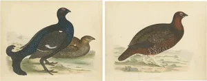 Beverly Robinson Morris, Illustrations of a Black Grouse and Red Grouse, Prints, Set of 2