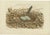 Bird Nest of the Great Black Cormorant, 1770, Paper For Sale