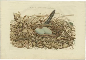 Bird Nest of the Great Black Cormorant, 1770, Paper