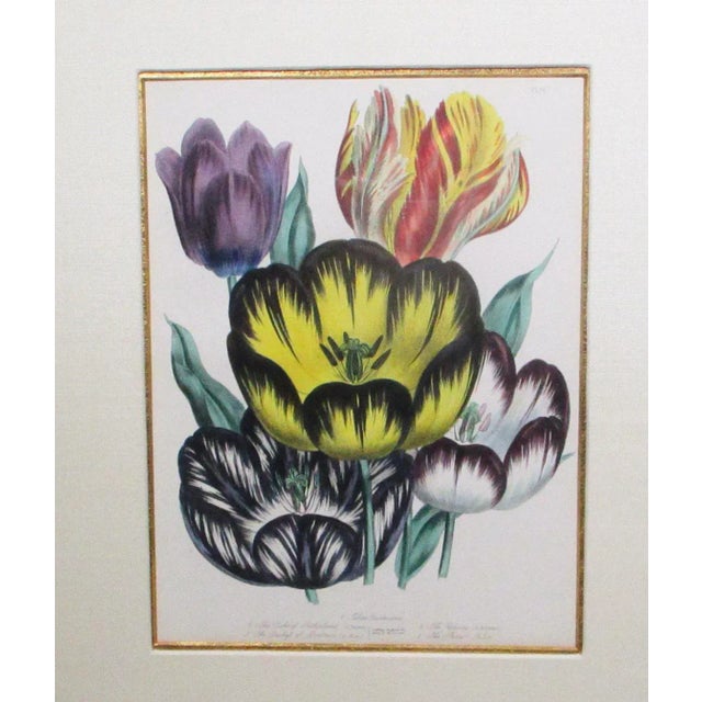 English 1841 English Botanical Hand-Colored Lithographs - Set of 2 For Sale - Image 3 of 10