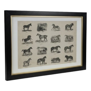 Webb & Millington, The Panorama of Horses, 1850, Engraving For Sale