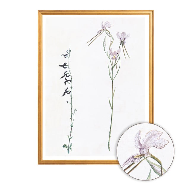 Celerie Kemble Curated Australian Botanical X (24x30) in Gold Frame For Sale - Image 4 of 4