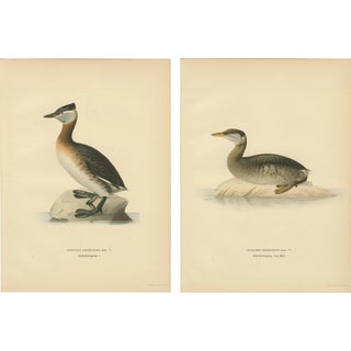 Antique Great Crested Grebe Bird Lithographs, 1929, Set of 2 For Sale