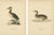 Antique Great Crested Grebe Bird Lithographs, 1929, Set of 2 For Sale