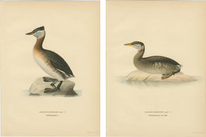 Antique Great Crested Grebe Bird Lithographs, 1929, Set of 2