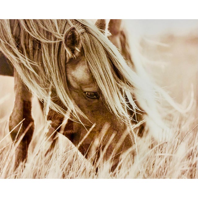 2010s Wild Horse the Outer Banks, North Carolina Limit Edition of 5 Photographs Adhered to Plexiglass “Evening Grazer” by Award Winning Artist Lisa Cueman For Sale - Image 5 of 12