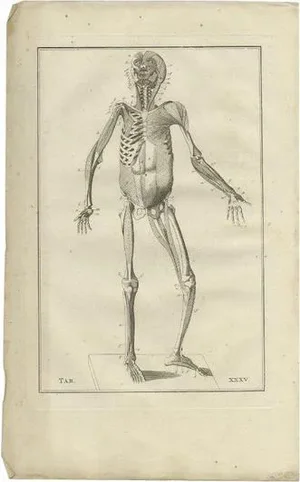 Bartolomeo Eustachi, Anatomy Illustration of the Muscular System, 1798, Print