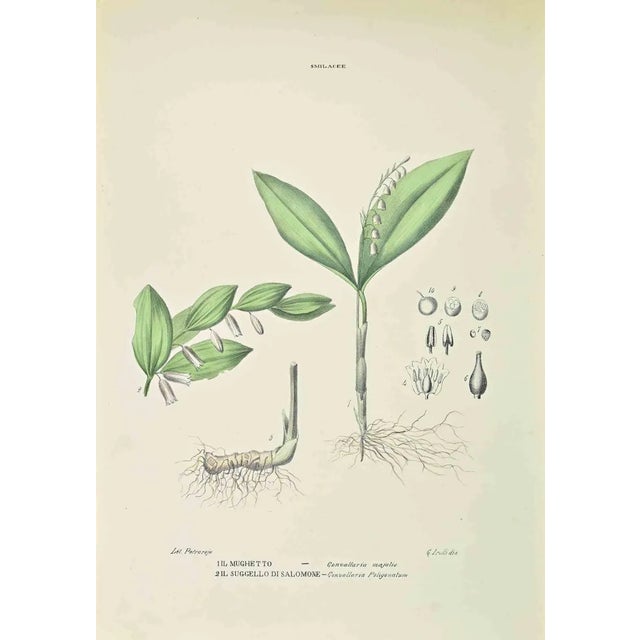 Vincenzo Tenore, Smilaceae, Lithograph, 1870s For Sale