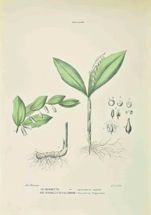 Vincenzo Tenore, Smilaceae, Lithograph, 1870s
