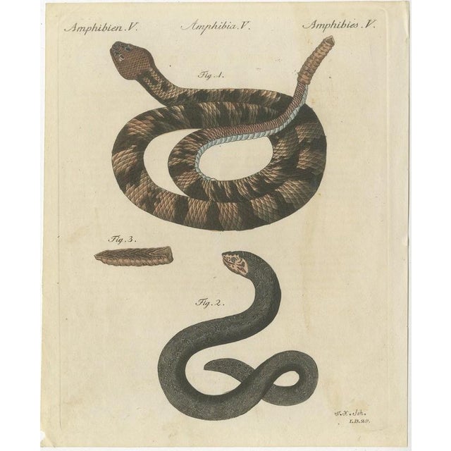 Bertuch, Rattlesnake with Its Rattle, 1805, Print For Sale - Image 3 of 12