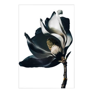 Magnolia I — Sivan Roshianu, Limited Edition Metal Print (Edition of 5) For Sale