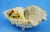 Antique Shell-Shaped Porcelain Centrepiece from C.G Schierholz & Sohn Manufactory of Plaue, Germany, 1800s For Sale - Image 5 of 18