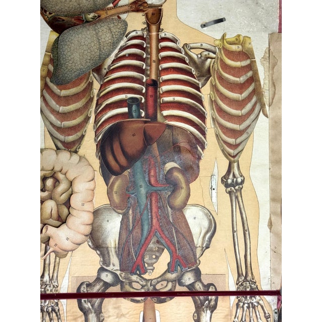 Pair of Rare Life-Sized Pilz Anatomical Flap Manikins, Germany, c. 1890 For Sale In West Palm - Image 6 of 18