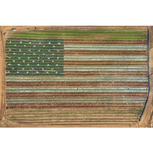 Bernhard Lang, av_california_plants_022, Limited Edition Fine Art Photograph For Sale - Image 9 of 9