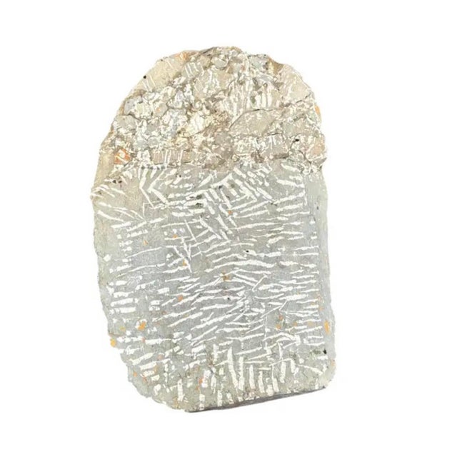 Terra Cotta Large Fossilized Trilobite Specimen in Stone Matrix For Sale - Image 8 of 9