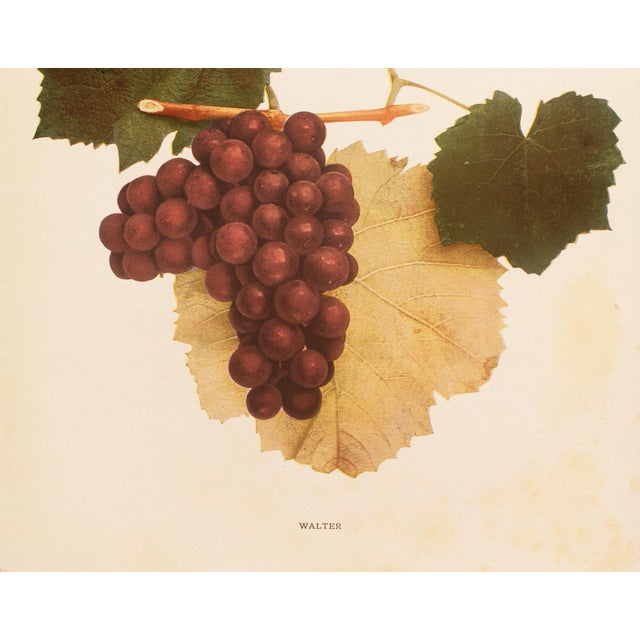 1900s U. P. Hedrick, Original Antique Photogravure of Walter Grapes For Sale - Image 4 of 7