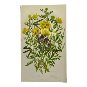 Antique W. Dickes Botanical Print From England Showcasing Yellow & Purple Varieties of Trefoil Flowers and Oxytropis Plants - Circa 1870