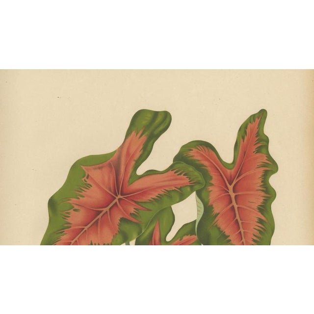 Red Berthe Hoola van Nooten, Heart of Jesus Caladium, 1880, Chromolithograph For Sale - Image 8 of 11