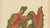 Red Berthe Hoola van Nooten, Heart of Jesus Caladium, 1880, Chromolithograph For Sale - Image 8 of 11
