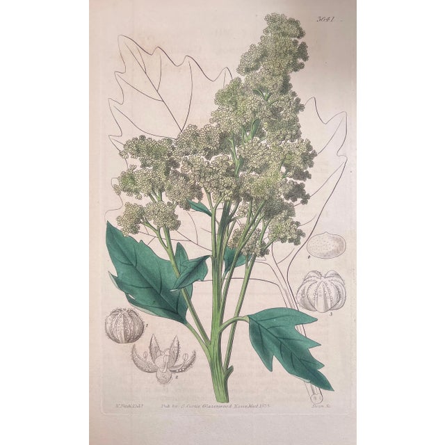 Set of Six 19th Century English Hand-Colored Botanical Engravings For Sale - Image 4 of 8