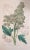 Set of Six 19th Century English Hand-Colored Botanical Engravings For Sale - Image 4 of 8