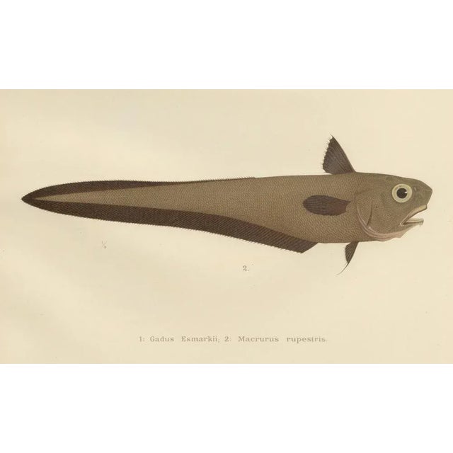 Erdmann, Esmarks Cod and Grenadier Fish, 1895, Lithograph For Sale - Image 4 of 10