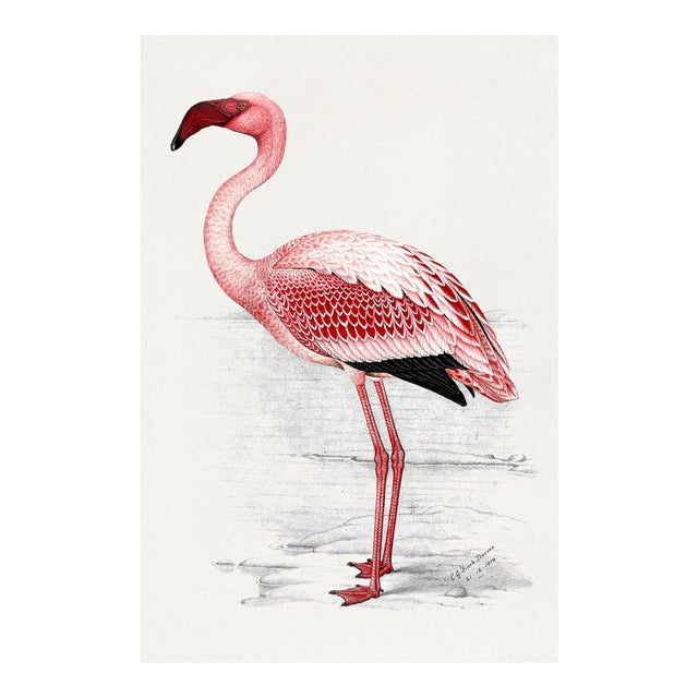 Lesser Flamingo by C. G. Finch-Davies, Vintage Reproduction Bird Art Print, 24" × 36" For Sale
