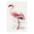 Lesser Flamingo by C. G. Finch-Davies, Vintage Reproduction Bird Art Print, 24" × 36" For Sale