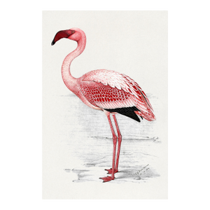 Lesser Flamingo by C. G. Finch-Davies, Vintage Reproduction Bird Art Print, 24" × 36"