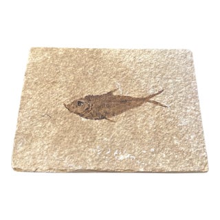 Fossilized Diplomystus Fish in Limestone For Sale