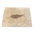Fossilized Diplomystus Fish in Limestone - W/Stand For Sale