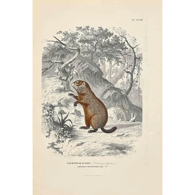 Marmot of Quebec is an original lithograph on ivory-colored paper, realized by Paul Gervais (1816-1879). The artwork is...