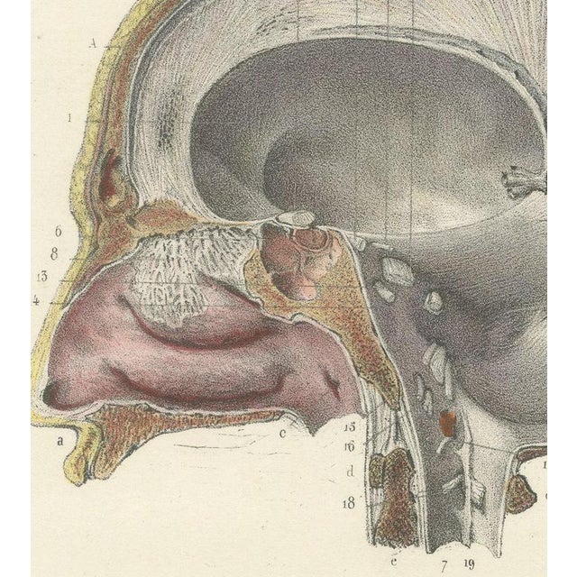 19th Century Hirschfeld and Leveille, Median Sagittal Sections of the Head, 1866, Paper For Sale - Image 5 of 8