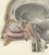 19th Century Hirschfeld and Leveille, Median Sagittal Sections of the Head, 1866, Paper For Sale - Image 5 of 8