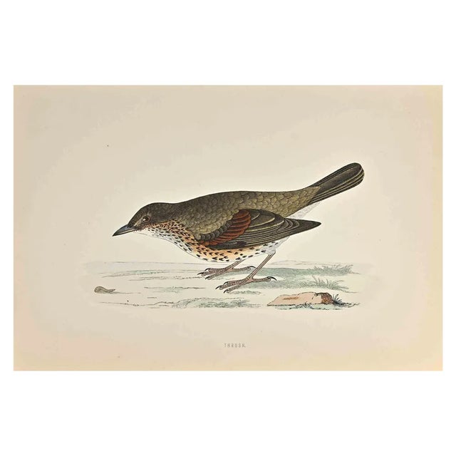 Alexander Francis Lydon, Thrush, Woodcut Print, 1870 For Sale