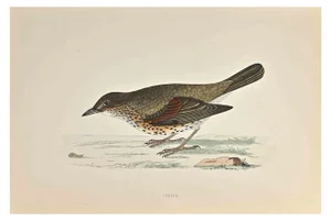 Alexander Francis Lydon, Thrush, Woodcut Print, 1870
