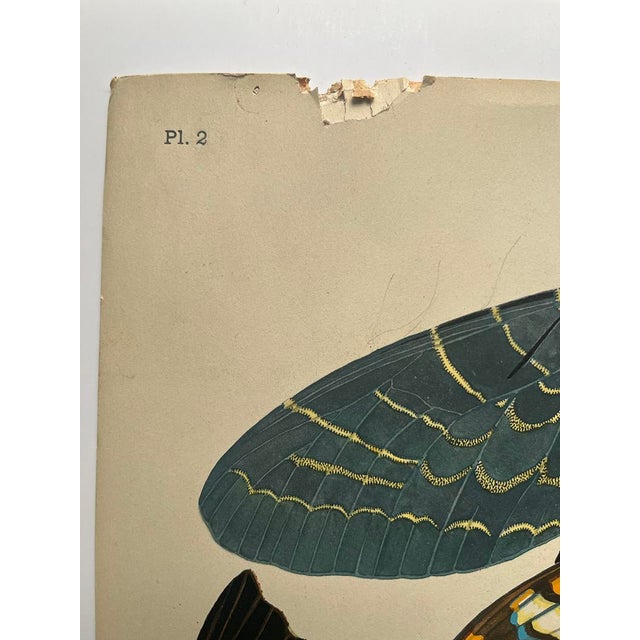 Art Deco 1920s Original E.A. Séguy Butterfly Print(s) From Papillons (No.2) For Sale - Image 3 of 4