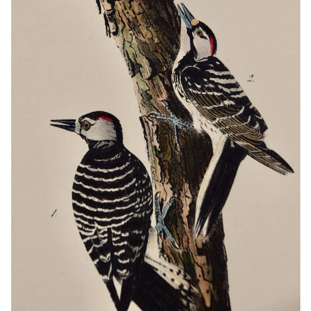 Audubon Red-Cockaded Woodpecker: A First Octavo Edition Audubon Hand-Colored Lithograph, 1840 For Sale - Image 4 of 6