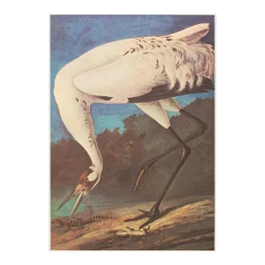 Whooping Crane After Audubon, 1966 Cottage Style Print