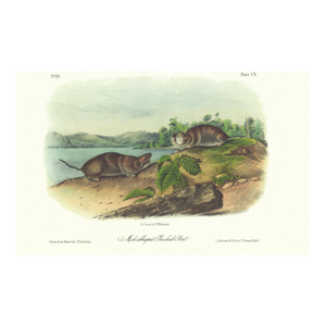1854 Audubon Quadruped Octavo Lithograph "Plate 110 Mole Shaped Pouched Rat"