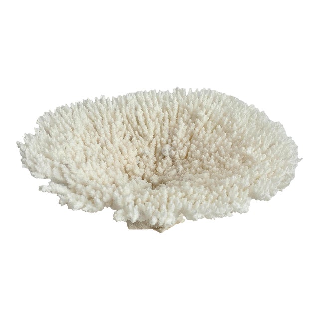 Natural White Table Coral Specimen Coastal Decor For Sale