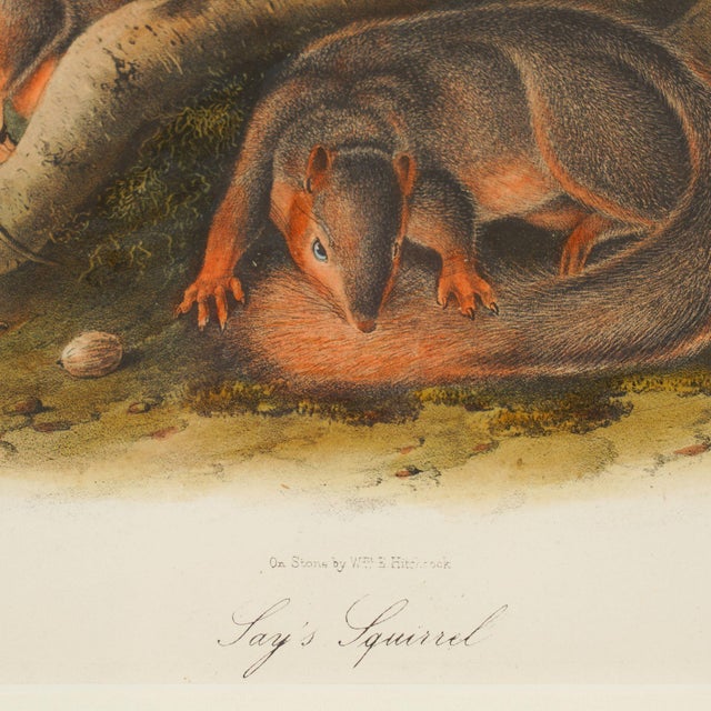 Jay's Squirrel From the “Quadrupeds of North America" by James Audubon, 1848 For Sale In Chicago - Image 6 of 11