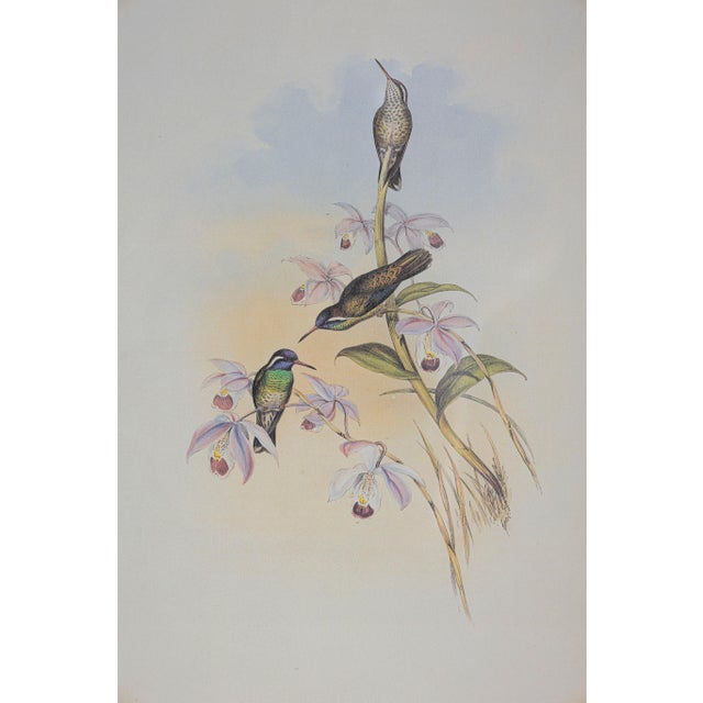 Art Deco 19th Century Bird Print - One of 24, Framed For Sale - Image 3 of 5