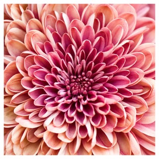 Jody Trappe, Chrysanthemum, Photographic Paper For Sale